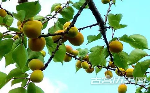 敦煌“李广杏”的由来故事