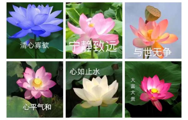 给糖就不闹、坐在豪车里的美人…可可爱爱中老年微信名大赏，是我妈没错了