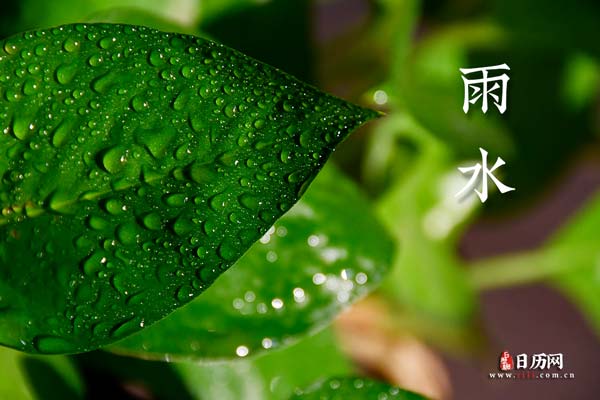 雨水文字绿叶水滴3.jpg